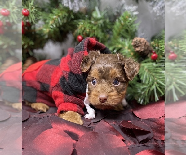 Medium Photo #7 Shorkie Tzu-Yorkshire Terrier Mix Puppy For Sale in SELLERSBURG, IN, USA