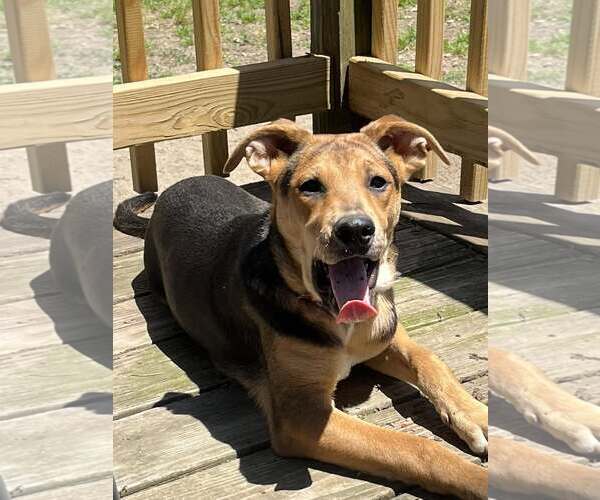 Medium Photo #4 Mutt Puppy For Sale in Mount Laurel, NJ, USA