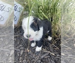Small Photo #13 Sheepadoodle Puppy For Sale in INDIAHOMA, OK, USA