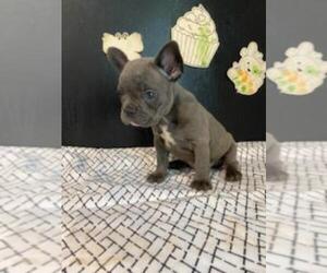 French Bulldog Puppy for sale in MCMINNVILLE, TN, USA