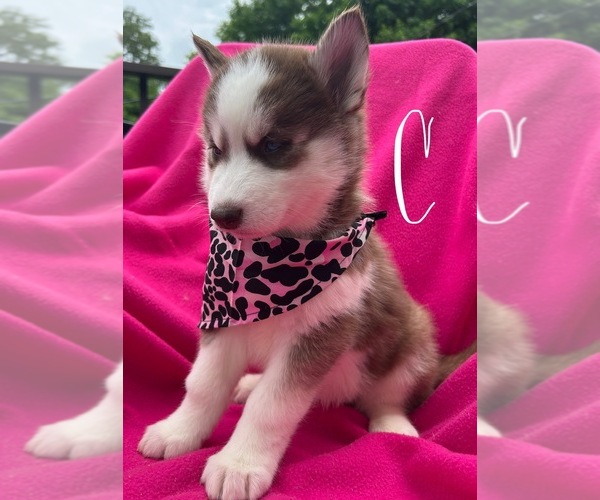 Medium Photo #4 Siberian Husky Puppy For Sale in PARK CITY, KY, USA