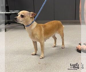 Lydia - Female Chihuahua-Unknown Mix Dog for Adoption - Photo #3