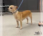Small Photo #3 Chihuahua-Unknown Mix Puppy For Sale in Washington, DC, USA