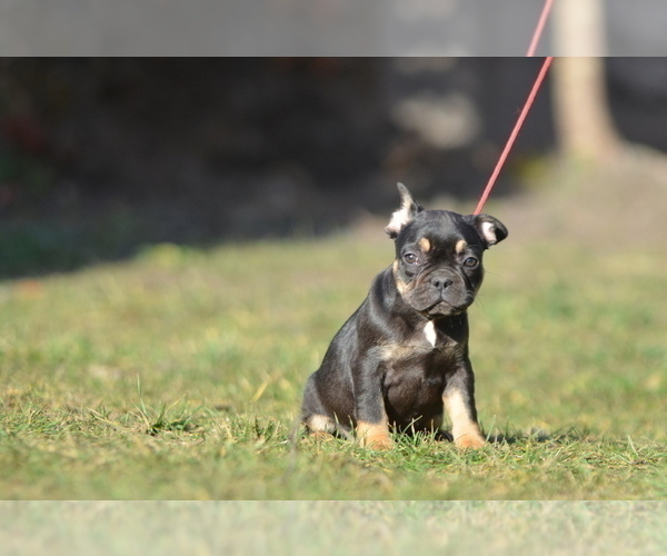 Medium Photo #32 French Bulldog Puppy For Sale in Kiskoros, Bacs-Kiskun, Hungary