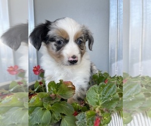 Miniature Australian Shepherd Puppy for Sale in VACAVILLE, California USA
