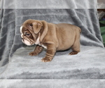 Small Photo #11 Bulldog Puppy For Sale in BRANDON, FL, USA