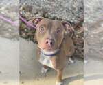 Small Photo #10 Mutt Puppy For Sale in Rockville, MD, USA
