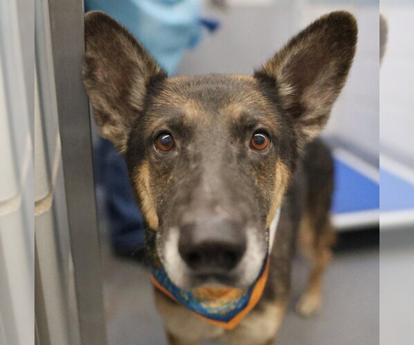 Medium Photo #1 German Shepherd Dog-Unknown Mix Puppy For Sale in San Antonio, TX, USA