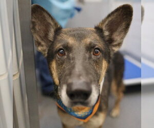 German Shepherd Dog-Unknown Mix Dogs for adoption in San Antonio, TX, USA