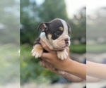 Small #5 English Bulldog