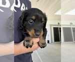 Puppy Puppy 5 Dachshund