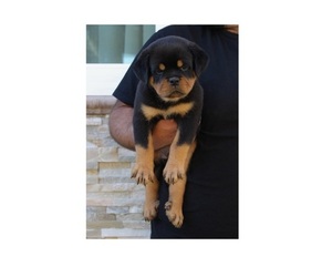 Rottweiler Puppy for Sale in LA TUNA CANYON, California USA