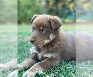 East Siberian Laika-German Shepherd Dog Mix Puppy for sale in INMAN, SC, USA