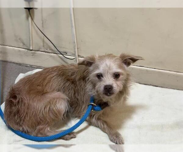 Medium Photo #1 Mutt Puppy For Sale in Pasadena, CA, USA