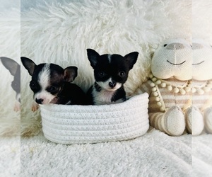 Chihuahua Puppy for sale in NAPLES, FL, USA