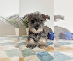Schnauzer (Miniature) Puppy for sale in INDIANAPOLIS, IN, USA