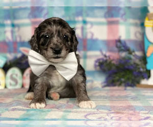 Cock-A-Poo Puppy for sale in RISING SUN, MD, USA