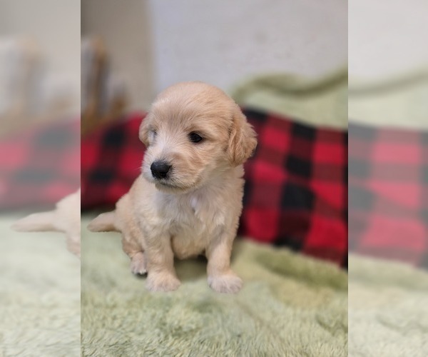 Medium Photo #8 Goldendoodle Puppy For Sale in DUBLIN, TX, USA