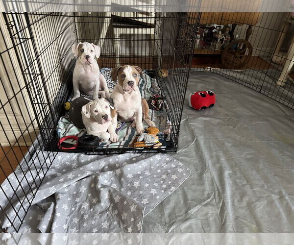 Medium Photo #12 Mutt Puppy For Sale in Garner, NC, USA