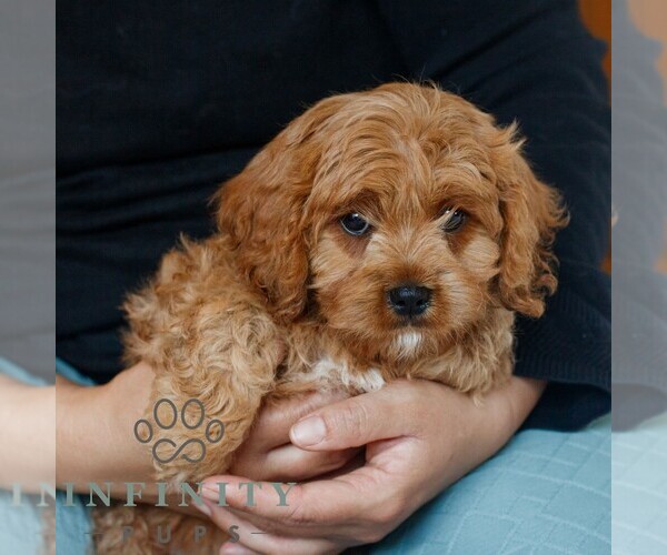 Medium Photo #2 Cavapoo (Miniature) Puppy For Sale in NARVON, PA, USA
