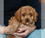 Small #1 Cavapoo (Miniature)