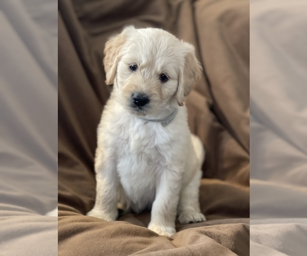 Medium Photo #1 Goldendoodle Puppy For Sale in PUEBLO, CO, USA
