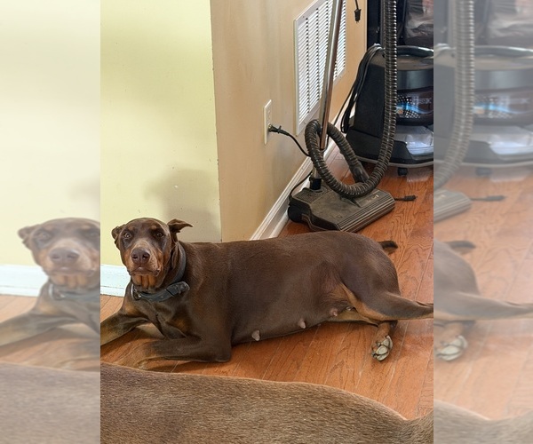 Medium Photo #1 Doberman Pinscher Puppy For Sale in SOUTHAVEN, MS, USA
