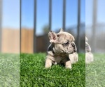 Small #8 French Bulldog