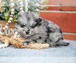 Small #1 Pomeranian