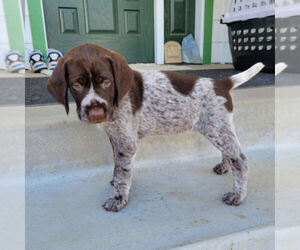 German Wirehaired Pointer Puppy for sale in PORT LUDLOW, WA, USA