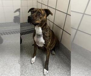American Pit Bull Terrier-Unknown Mix Dogs for adoption in Pasadena, TX, USA