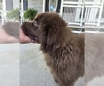 Small #6 Newfoundland