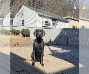 Father of the Rhodesian Ridgeback-Weimaraner Mix puppies born on 11/01/2025