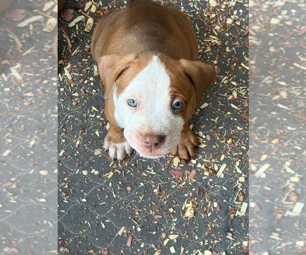 Medium Photo #2 American Bully Puppy For Sale in LOGANVILLE, GA, USA