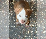 Small Photo #11 American Bully Puppy For Sale in LOGANVILLE, GA, USA