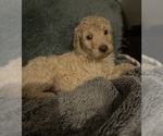 Puppy Harlowe Goldendoodle