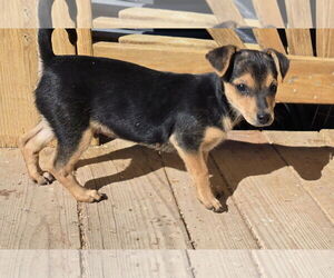 Chihuahua-Norfolk Terrier Mix Dogs for adoption in Peralta, NM, USA