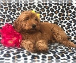 Small Photo #4 Goldendoodle-Poodle (Miniature) Mix Puppy For Sale in LAKELAND, FL, USA