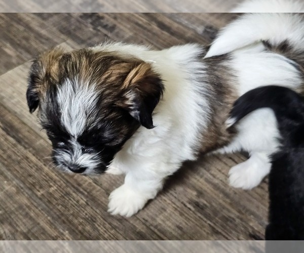Medium Photo #2 Zuchon Puppy For Sale in LEXINGTON, OH, USA