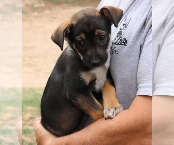 Medium Photo #3 Chihuahua-Unknown Mix Puppy For Sale in Bandera, TX, USA