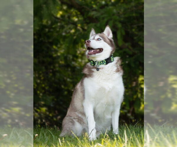 Medium Photo #2 - Mix Puppy For Sale in Derwood, MD, USA