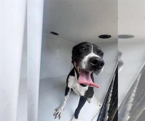 Mutt Dogs for adoption in Houston, TX, USA