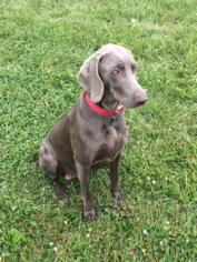 Mother of the Weimaraner puppies born on 07/13/2016