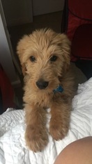 Doodle Puppy for sale in SCOTTSDALE, AZ, USA
