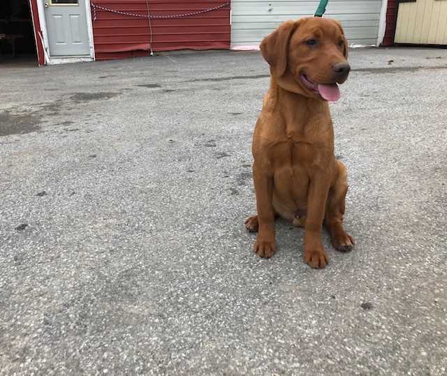 Medium Photo #15 Labrador Retriever Puppy For Sale in BUCK, PA, USA