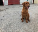 Small Photo #15 Labrador Retriever Puppy For Sale in BUCK, PA, USA