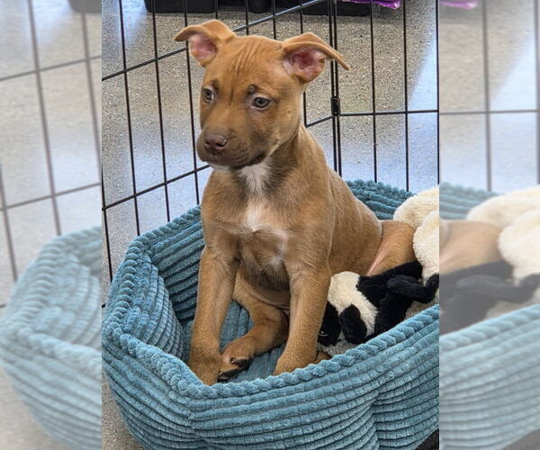 Medium Photo #2 Mutt Puppy For Sale in Wyoming, MI, USA