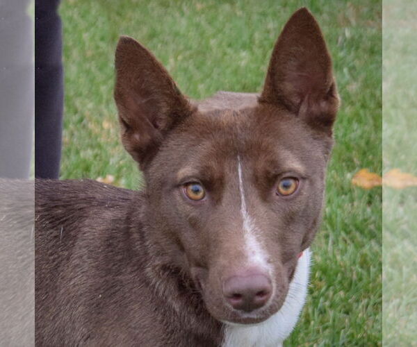 Medium Photo #1 Mutt Puppy For Sale in Huntley, IL, USA