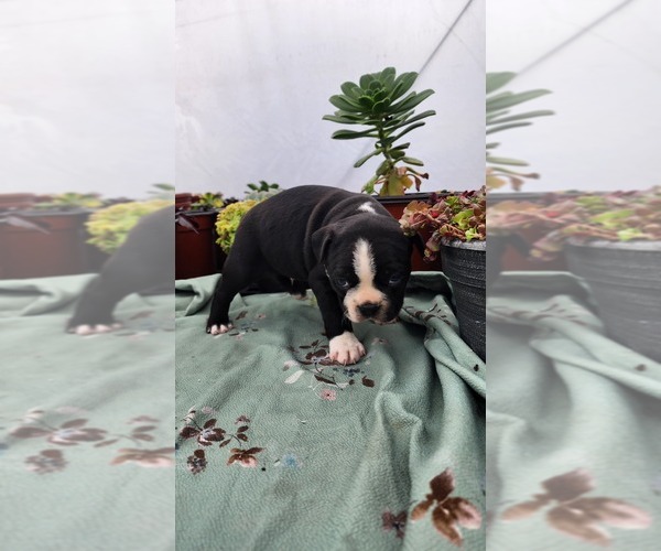 Medium Photo #3 Boston Terrier Puppy For Sale in GREENWOOD, WI, USA
