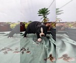 Small #2 Boston Terrier